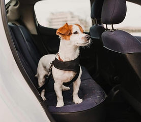 Smart Choice Universal Pet Car Seat Belt Restraint for Small Animals, adjustable strap 30-52cm - interiorautotech